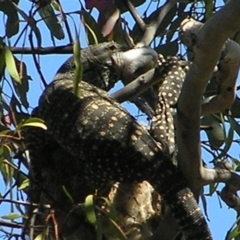 Varanus varius at Yass River, NSW - 4 Dec 2005