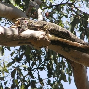 Varanus varius at Yass River, NSW - 4 Dec 2005