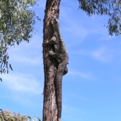 Varanus varius (Lace Monitor) at Yass River, NSW - 5 Mar 2006 by SueMcIntyre