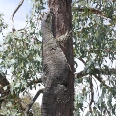 Varanus varius at Yass River, NSW - 5 Mar 2006