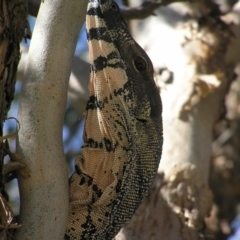 Varanus varius (Lace Monitor) at Yass River, NSW - 9 Mar 2008 by SueMcIntyre