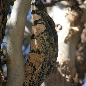 Varanus varius at Yass River, NSW - 9 Mar 2008