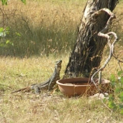 Varanus varius (Lace Monitor) at Yass River, NSW - 20 Jan 2013 by SueMcIntyre