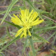 Carthamus lanatus (Saffron Thistle) at Dunlop, ACT - 10 Jan 2019 by Christine