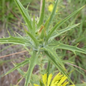 Carthamus lanatus at Molonglo River Reserve - 10 Jan 2019