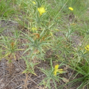 Carthamus lanatus at Molonglo River Reserve - 10 Jan 2019