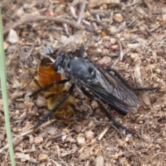 Apothechyla sp. (genus) (Robber fly) at Kama - 9 Jan 2019 by Christine