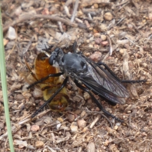 Apothechyla sp. (genus) at Molonglo River Reserve - 10 Jan 2019 10:13 AM