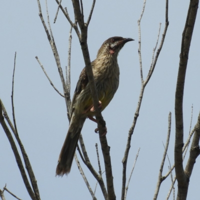 Anthochaera carunculata (Red Wattlebird) at Termeil, NSW - 3 Jan 2019 by MatthewFrawley