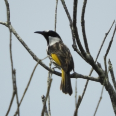 Phylidonyris niger (White-cheeked Honeyeater) at Termeil, NSW - 3 Jan 2019 by MatthewFrawley