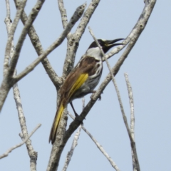 Phylidonyris niger at Termeil, NSW - 3 Jan 2019 02:54 PM