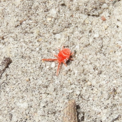 Trombidiidae (family) (Red velvet mite) at Termeil, NSW - 4 Jan 2019 by MatthewFrawley