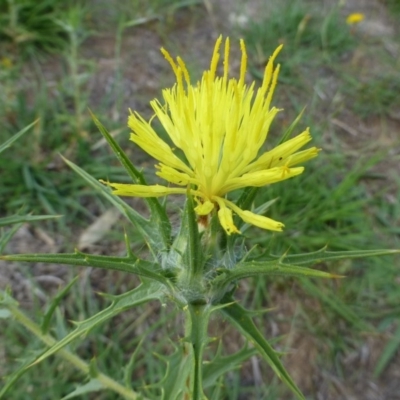 Carthamus lanatus (Saffron Thistle) at Dunlop, ACT - 11 Jan 2019 by RWPurdie