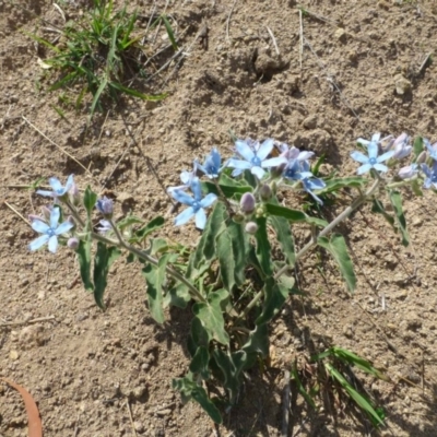 Oxypetalum coeruleum (Tweedia or Southern Star) at Isaacs, ACT - 11 Jan 2019 by RWPurdie
