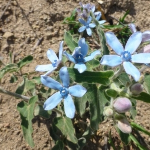 Oxypetalum coeruleum at Isaacs, ACT - 11 Jan 2019