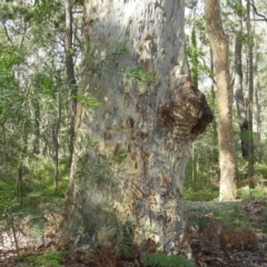 Corymbia maculata (Spotted Gum) at Bawley Point, NSW - 3 Jan 2019 by MatthewFrawley