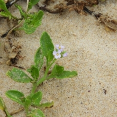 Cakile maritima (Sea Rocket) at Termeil, NSW - 3 Jan 2019 by MatthewFrawley