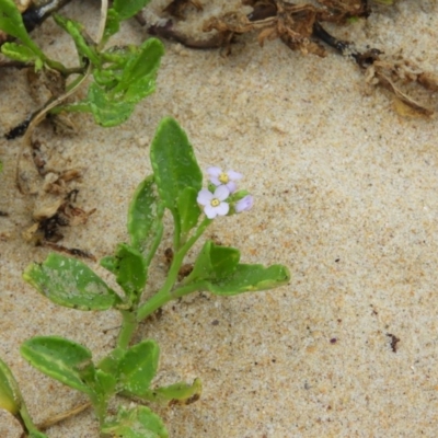 Cakile maritima (Sea Rocket) at Termeil, NSW - 2 Jan 2019 by MatthewFrawley