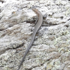 Lampropholis delicata (Delicate Skink) at Termeil, NSW - 3 Jan 2019 by MatthewFrawley