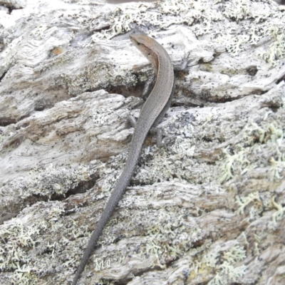 Lampropholis delicata (Delicate Skink) at Termeil, NSW - 3 Jan 2019 by MatthewFrawley