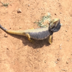 Pogona barbata at Deakin, ACT - suppressed