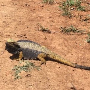 Pogona barbata at Deakin, ACT - suppressed