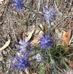 Eryngium ovinum (Blue Devil) at Hughes, ACT - 11 Jan 2019 by KL