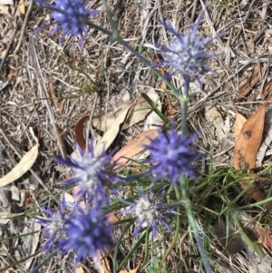 Eryngium ovinum at Hughes, ACT - 11 Jan 2019 11:50 AM