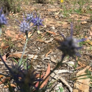 Eryngium ovinum at Hughes, ACT - 11 Jan 2019 11:50 AM