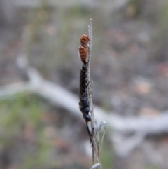 Tiphiidae (family) (Unidentified Smooth flower wasp) at Mount Painter - 10 Jan 2019 by CathB