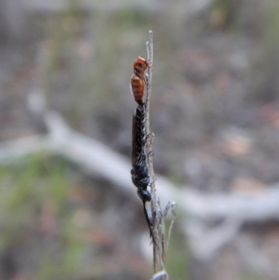 Tiphiidae (family) (Unidentified Smooth flower wasp) at Mount Painter - 10 Jan 2019 by CathB