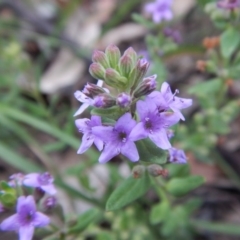 Mentha diemenica (Wild Mint, Slender Mint) at Cook, ACT - 10 Jan 2019 by CathB