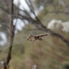 Philoponella congregabilis (Social house spider) at Cook, ACT - 10 Jan 2019 by CathB