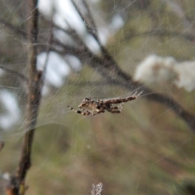 Philoponella congregabilis (Social house spider) at Cook, ACT - 11 Jan 2019 by CathB