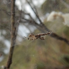 Philoponella congregabilis at Cook, ACT - 11 Jan 2019 07:42 AM