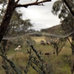 Philoponella congregabilis at Cook, ACT - 11 Jan 2019 07:42 AM