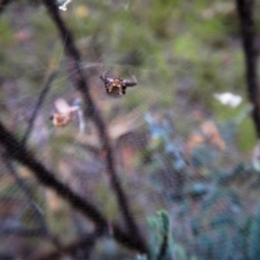 Philoponella congregabilis at Cook, ACT - 11 Jan 2019 07:42 AM