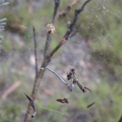 Philoponella congregabilis at Cook, ACT - 11 Jan 2019 07:42 AM