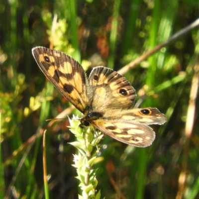 Heteronympha cordace (Bright-eyed Brown) at Paddys River, ACT - 9 Jan 2019 by MatthewFrawley