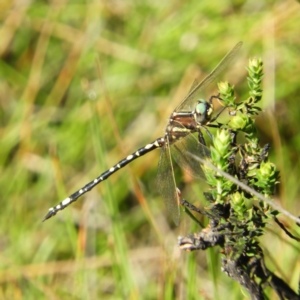 Synthemis eustalacta at Paddys River, ACT - 9 Jan 2019 09:37 AM