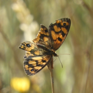 Heteronympha cordace at Paddys River, ACT - 9 Jan 2019 09:45 AM