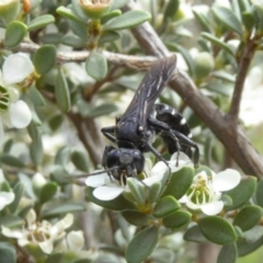 Tachysphex sp. (genus) (Unidentified Tachysphex sand wasp) at Molonglo Valley, ACT - 10 Jan 2019 by AndyRussell