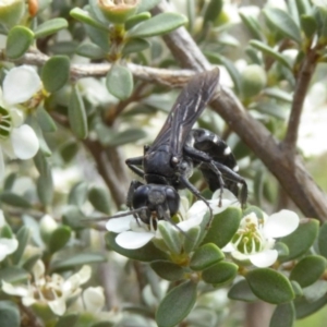 Tachysphex sp. (genus) at Molonglo Valley, ACT - 10 Jan 2019