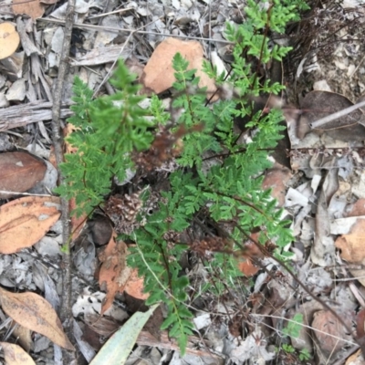 Cheilanthes sieberi (Rock Fern) at Deakin, ACT - 6 Jan 2019 by KL