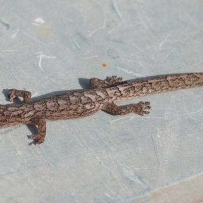 Christinus marmoratus (Southern Marbled Gecko) at Higgins, ACT - 11 Jan 2019 by AlisonMilton