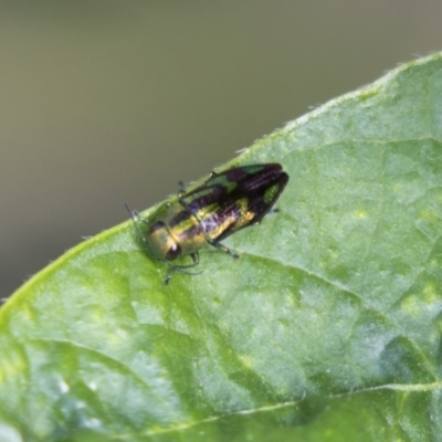 Melobasis purpurascens (A jewel beetle) at Higgins, ACT - 11 Jan 2019 by AlisonMilton