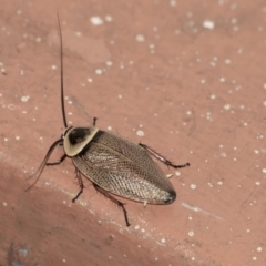 Ellipsidion australe (Austral Ellipsidion cockroach) at Hawker, ACT - 11 Jan 2019 by AlisonMilton