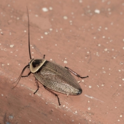 Ellipsidion australe (Austral Ellipsidion cockroach) at Hawker, ACT - 11 Jan 2019 by AlisonMilton