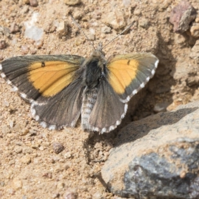 Lucia limbaria (Chequered Copper) at Hawker, ACT - 10 Jan 2019 by Alison Milton
