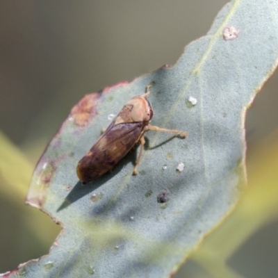 Brunotartessus fulvus (Yellow-headed Leafhopper) at Dunlop, ACT - 11 Jan 2019 by AlisonMilton